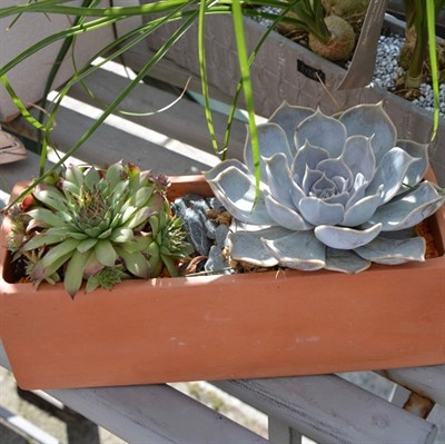 Cactus and Succulent Dish Gardens
