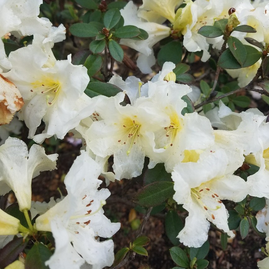 Curator Tour: Rhododendron Glen (in-person)