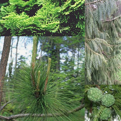 All About Conifers: Tree Identification, Management, and Landscape Use
