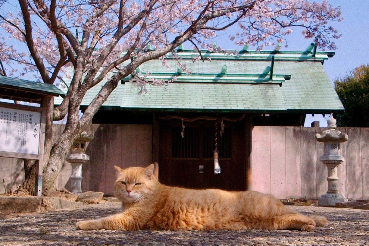 The Cats of Gokogu Shrine Event Image