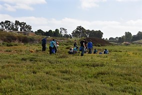 Habitat Restoration at Upper Newport Bay (Salt Marsh)