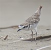 Limantour Birds Limantour Birds