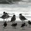 Limantour Birds Limantour Birds