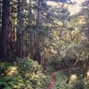 Indian Tree