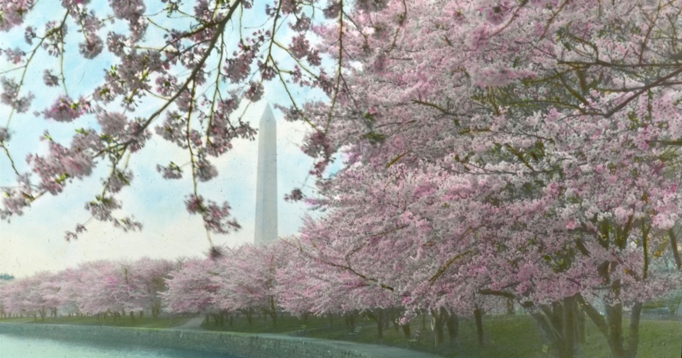 Smithsonian National Cherry Blossom Festival Celebration