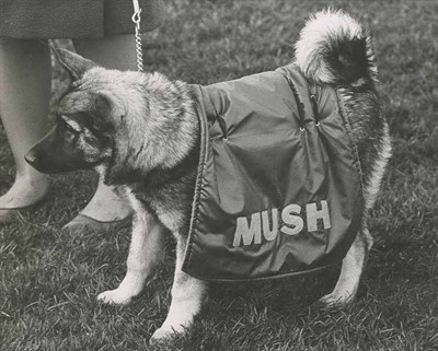 Mush, UW Mascot,1960s -- University of Washington Libraries, Special Collections, SOC12906