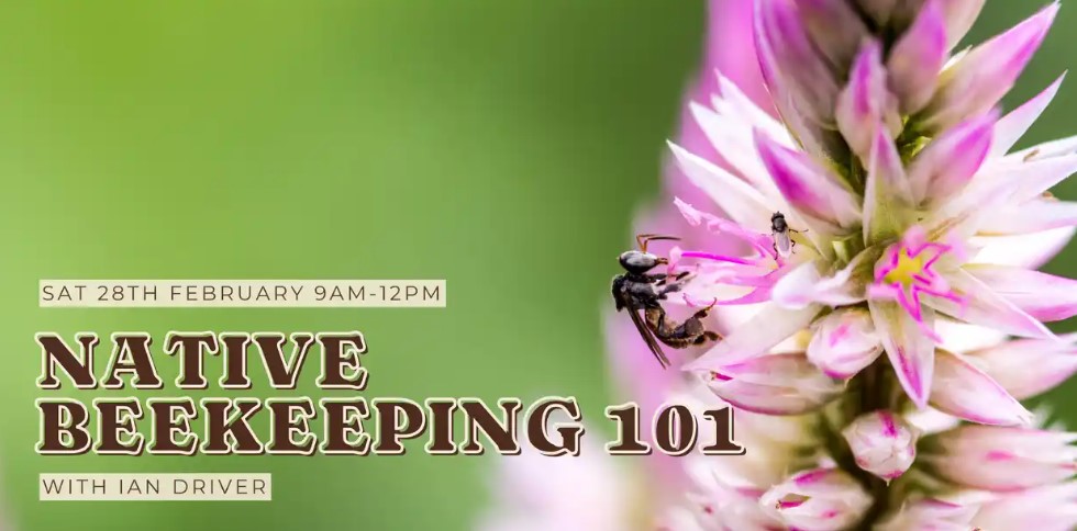 Native beekeeping 101 with Ian Driver