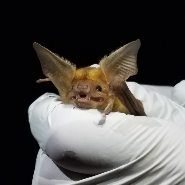 Bat Survey at Stafford