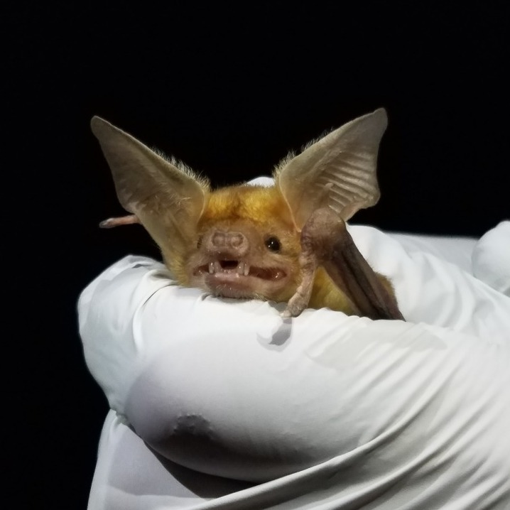 Bat Survey at Stafford Bat Survey at Stafford