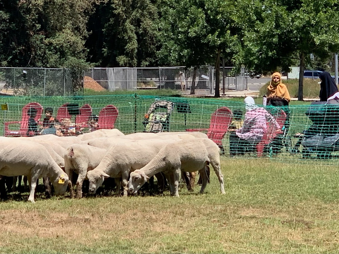 Sheepmowers at Work