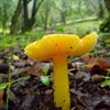 Mycoblitz Mushroom Foray Mycoblitz Mushroom Foray
