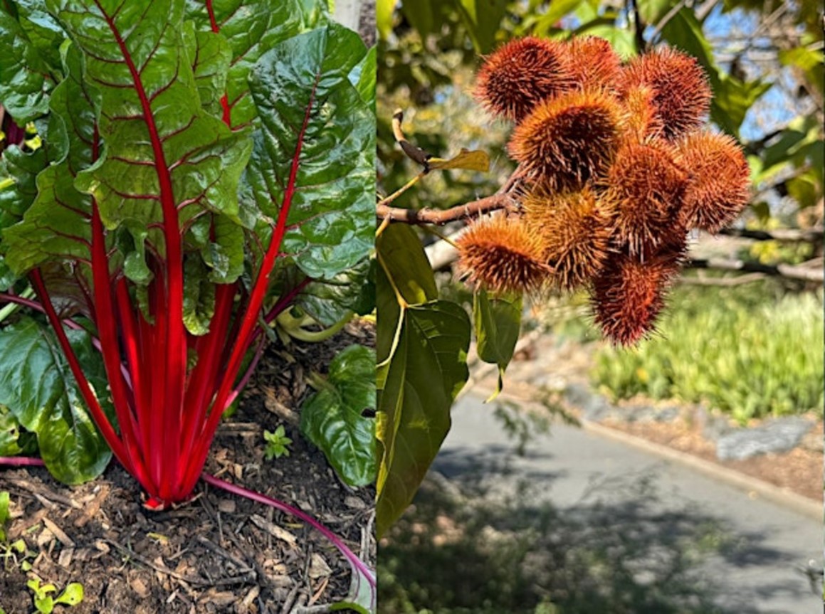 Plants, flavours and food