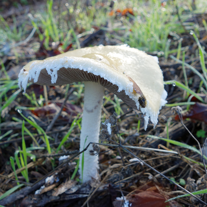 Mycoblitz Mushroom Foray