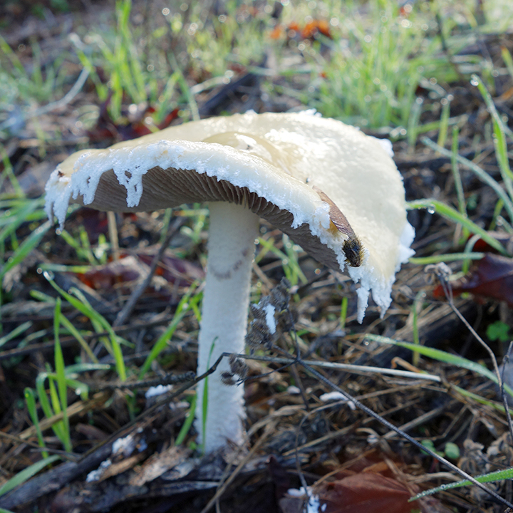 Mycoblitz Mushroom Foray Mycoblitz Mushroom Foray
