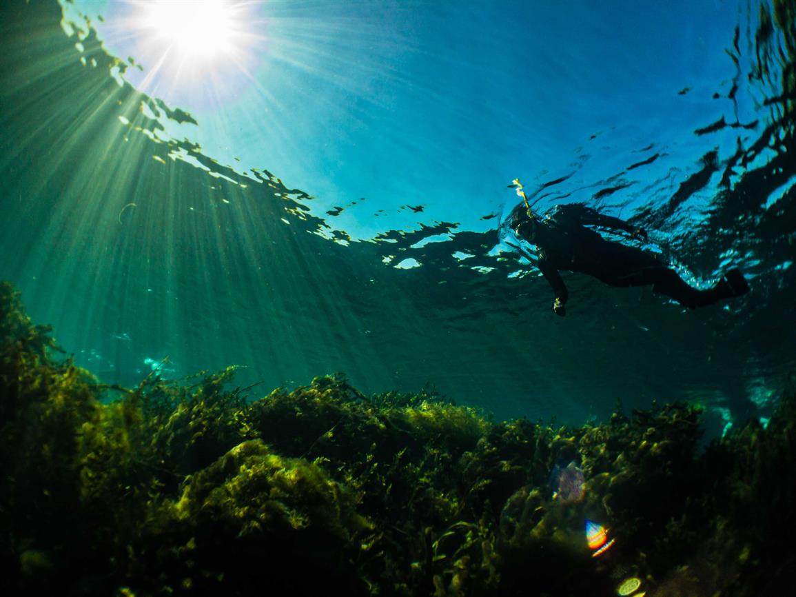 Splash into Science Guided Snorkel Tours at Spring Lake