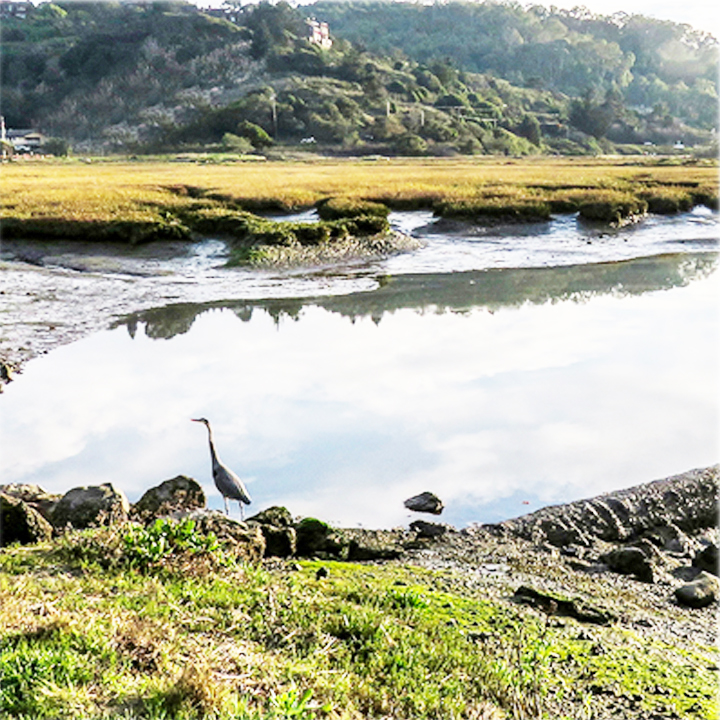 Evolving Shorelines Coffee Hour