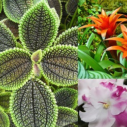 Sold Out - Houseplants 101: The Art of Growing Plants Indoors