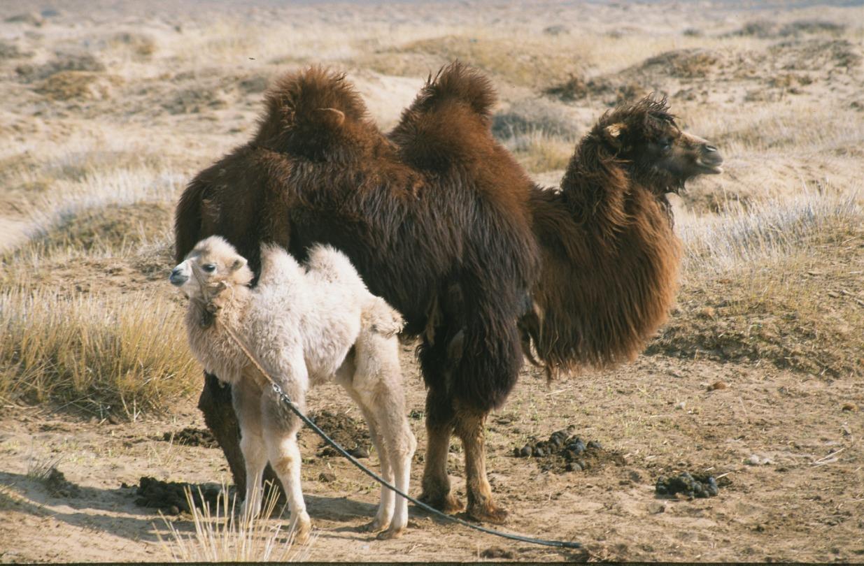 The Story of the Weeping Camel Event Image