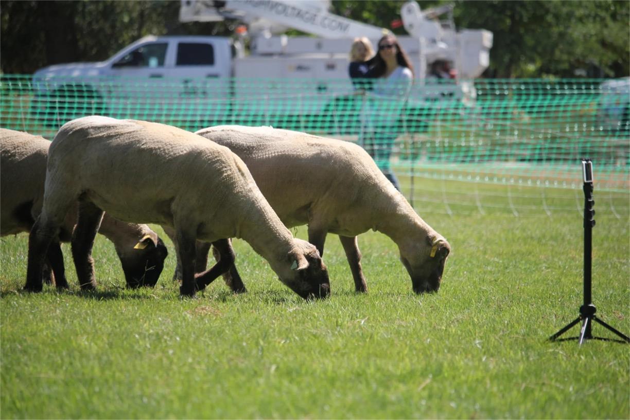 Sheepmowers at Work