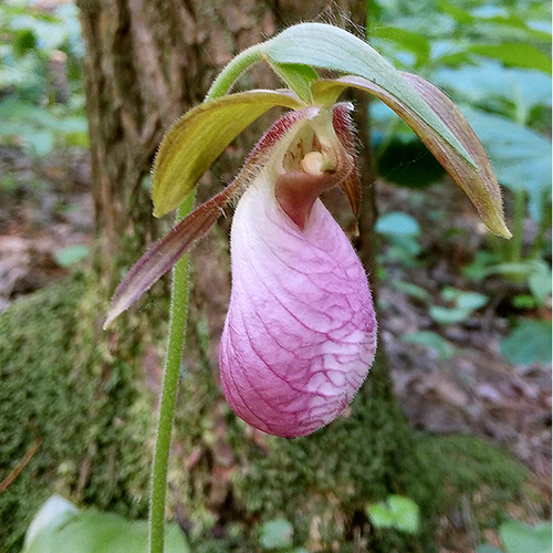 Orchids Gone Native