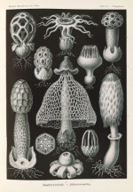 Plate 63, Basimycetes; ARTIST Ernst Haeckel; DATE 1904 FROM Kunstformen der Natur