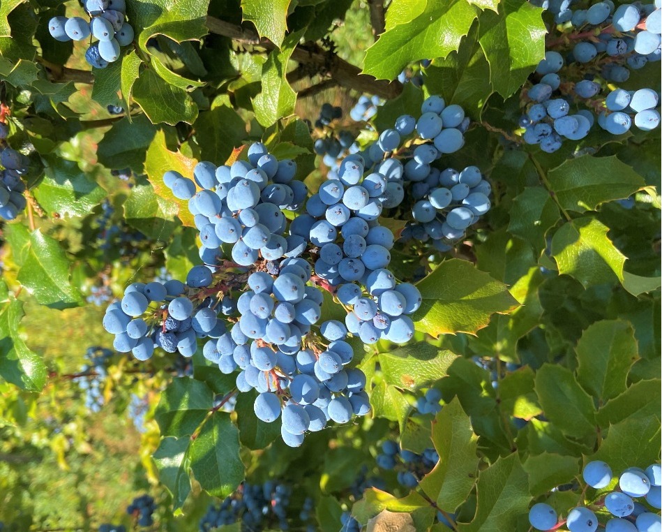 Native Plants 101: Identification and Gardening (online)