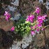 Chimney Rock Early Wildflowers