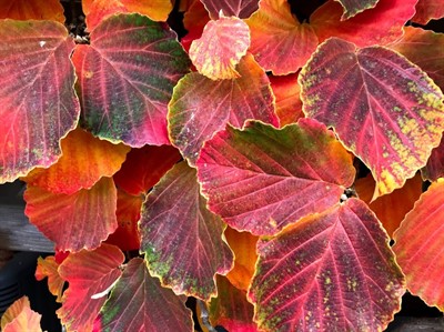 Arboretum Discovery Station - Fall Colors