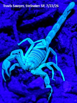 Steinaker Scorpion Safari