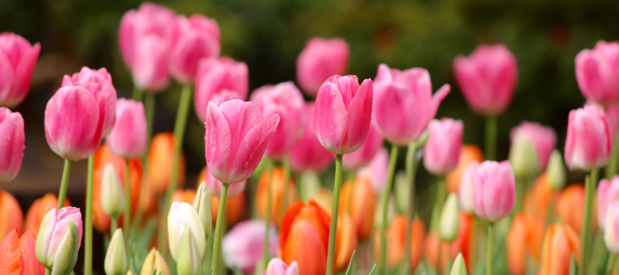 Araluen Tulip Festival