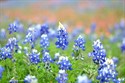 Burnet Bluebonnet Festival