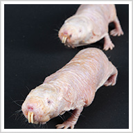 The National Zoo's Naked Mole-rats: Living Well, Underground