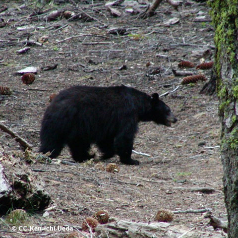 Living With Bears in Marin