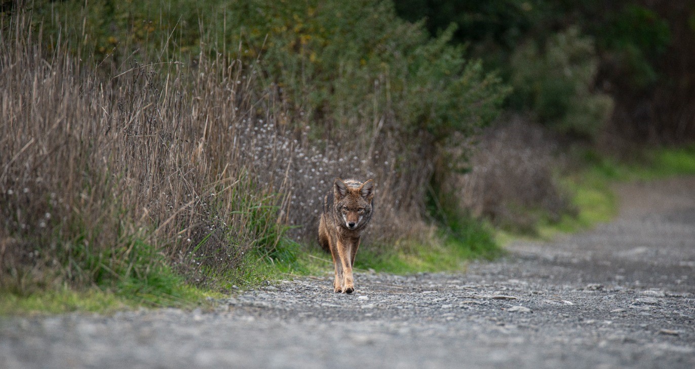 Meet Seattle's Urban Coyotes!