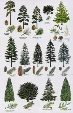 Pruning Series: Conifer Pruning (online)