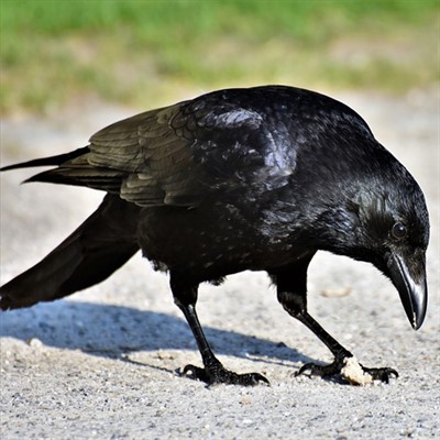 CANCELLED: Crows: The Avian Einsteins