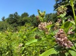 Living Transcendentalism: Phenomenological Ecology and Nature's Wholeness Talk and Workshop