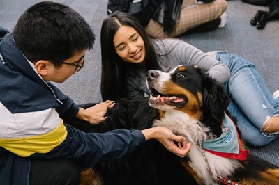 De-Stress with Dogs at the IMA