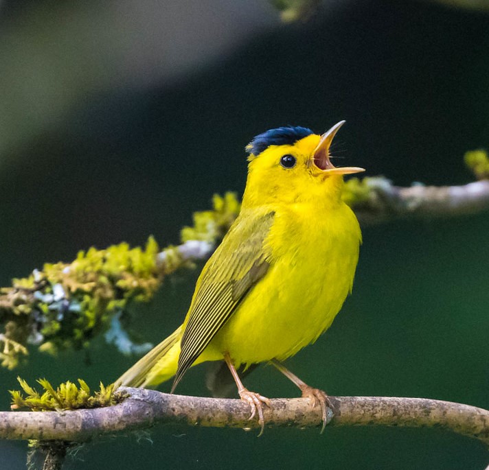 Webinar: Spring Birdsong