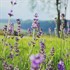 De-Stress Week: Aromatherapy De-Stress Week: Aromatherapy
