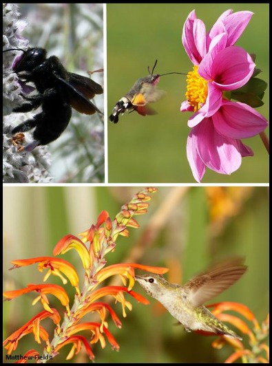 UW Botanic Gardens: Planting for Pollinators