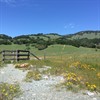 Senior Stroll: Mount Burdell Wildflowers