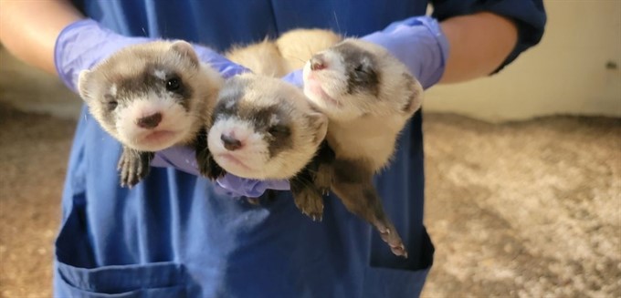 Ferrets Back from the Brink