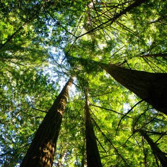 Roy's Redwoods Nighttime Adventure