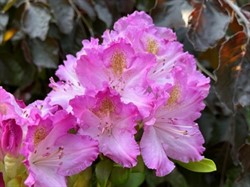 Rhododendrons & A Mid-Century Garden: