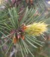 Master Pruner: Conifer Pruning (online)