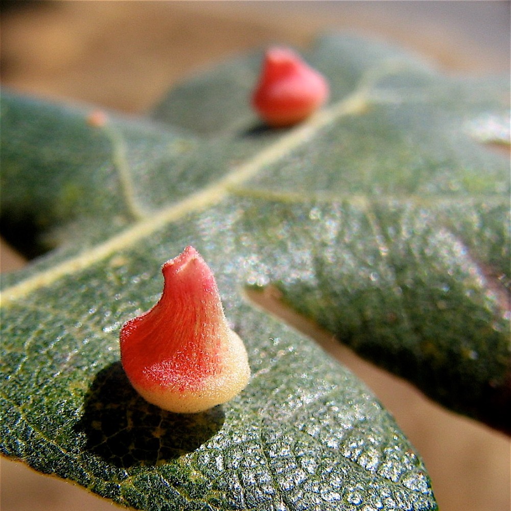 Mount Burdell Plant Galls