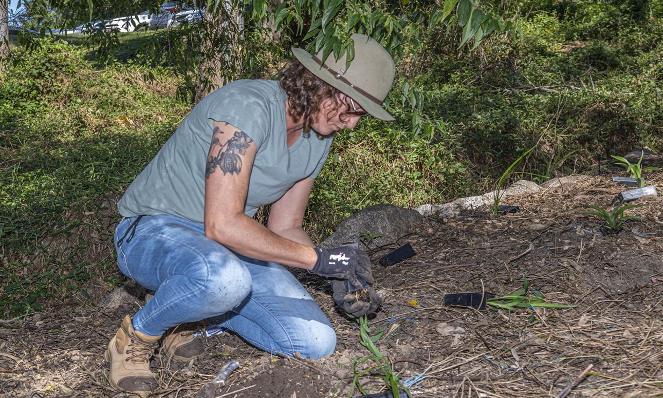 Volunteer Bushcare Working Bee - Banksia Park Bushcare Group