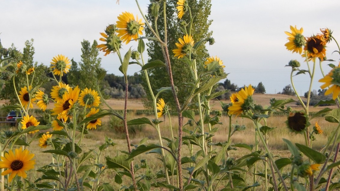 A group of sunflowers in the foreground and prairie landscape in the background.
