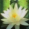 The Gift of Enough with Khenpo Karma Tenkyong